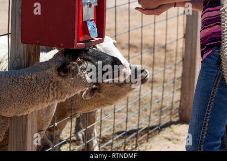 Niedliche Schafe ihre Köpfe durch einen Zaun Betteln für eine Behandlung von einem Besucher haften. Stockfoto