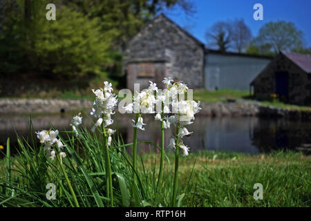 Eine Nahaufnahme von einige weiße Glockenblumen in einem Land, Garten mit Schuppen und blauer Himmel im Hintergrund wächst Stockfoto