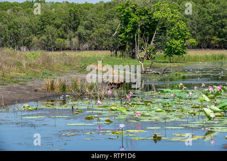 Herde von Wandering Pfeifen Enten an den Rand des Wassers am Fogg Dam, Northern Territory, Australien Stockfoto