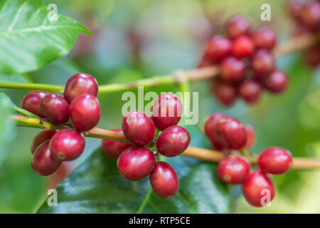 Kaffeebohnen, die Reifen auf einem Baum Stockfoto