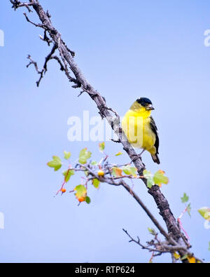 American Goldfinch (spinus Tristis) Sepulveda Basin Wildlife Reserve, Van Nuys, CA, USA. Stockfoto