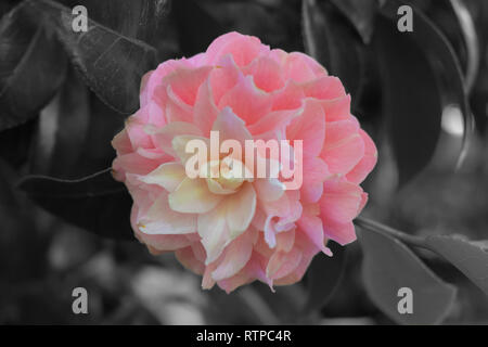 Camellia japonica, Japanischen Tee Garten, San Francisco Stockfoto