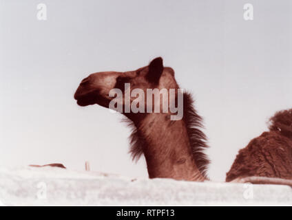 Kamele sind eingesperrt und wartet darauf, verkauft zu werden, auf dem Kamelmarkt in Hofuf, Al-Ahsa, Saudi-Arabien. Stockfoto