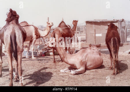 Kamele sind eingesperrt und wartet darauf, verkauft zu werden, auf dem Kamelmarkt in Hofuf, Al-Ahsa, Saudi-Arabien. Stockfoto