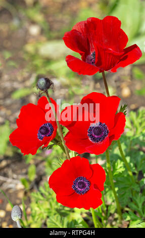 Rote Anemonen in Israel close up Makro Stockfoto