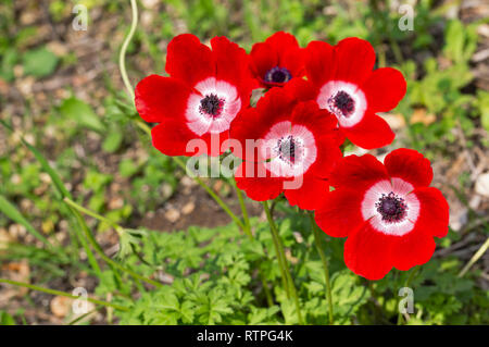 Rote Anemonen in Israel close up Makro Stockfoto