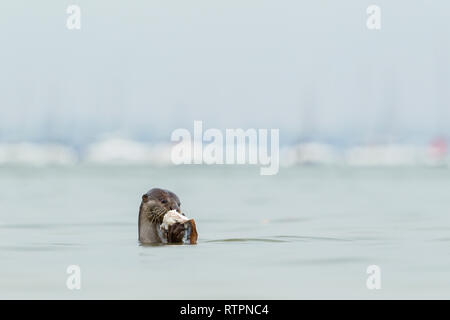 Glatte beschichtete Otter essen frisch Fisch aus dem Meer vor Yachten gefangen günstig an einem Segelclub Stockfoto