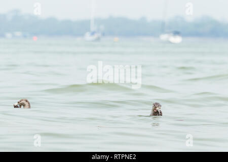 Glatte beschichtete Otter essen frisch Fisch aus dem Meer vor Yachten gefangen günstig an einem Segelclub Stockfoto