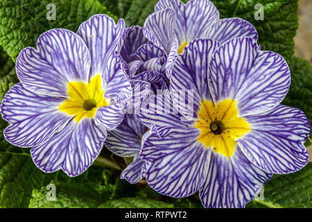 Primeln 'Blue Zebra' Polyanthus Stockfoto