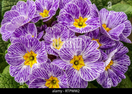 Primeln 'Blue Zebra' Garten Primel Stockfoto