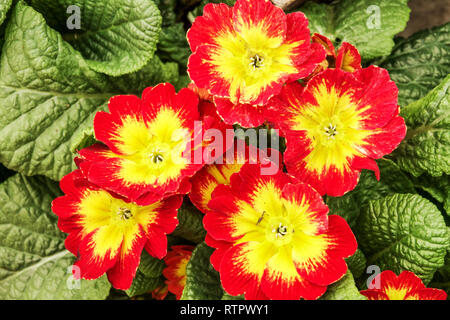 Primrosen, Roter Polyanthus, Englische Primrosenblüte Stockfoto