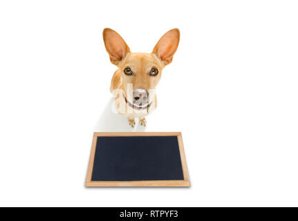 Neugierig podenco Chihuahua Hund suchen bis zu Eigentümer für ein Cookie behandeln, warten oder sitzenden Patienten zu spielen oder Spazieren gehen, isoliert auf weißem backgr Stockfoto