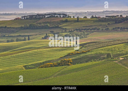 Die sanften Hügel und grüne Felder bei Sonnenaufgang in der Toskana Toskana Landschaft bei Sonnenaufgang im Frühling in der Nähe des Dorfes Montepulciano, Toskana, Italien Stockfoto
