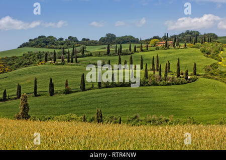 La Foce - Zypressen gesäumten Straße im Val d'Orcia. Die malerische Landschaft in den Hügeln der Val d'Orcia mit Zypressen und Weizenfelder, Toskana, Italien Stockfoto