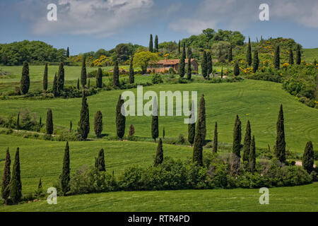 Val d'Orcia, Toskana/Italien - 10. Mai 2016: La Foce - mit Bäumen gesäumten Straße. Die malerische Landschaft in den Hügeln der Val d'Orcia mit Zypressen- und Weizenfeldern. Stockfoto