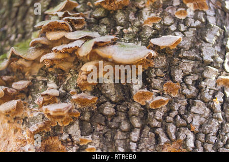 Pilze oder Pilz auf einen Baum. Nach oben Schließen Stockfoto