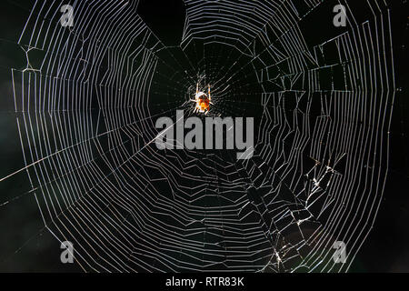 Die Spinne klettert auf dem Web Stockfoto