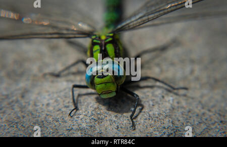 Nahaufnahme von Dragon Fly Stockfoto