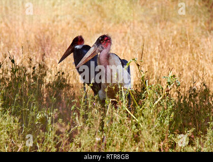 Blick auf die beiden ständigen Marabu Vögel mit einem großen Schnabel. Safari Tsavo Nationalpark in Kenia, Afrika. Stockfoto