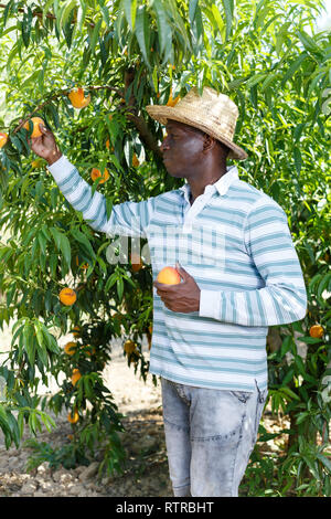 Afro-amerikanische Mann im Garten in seinem Obstgarten, Kommissionierung frische reife Pfirsiche Stockfoto