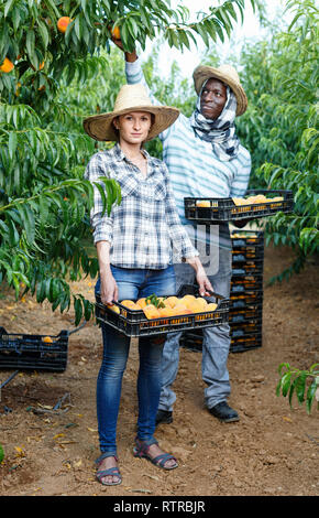 Portrait von fleißigen positive freundliche Paar glückliche Bauern ernten reife Pfirsiche Obst Garten Stockfoto