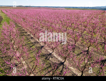 Blüte der Pfirsich in die Felder und Wiesen Europas in der Feder Stockfoto