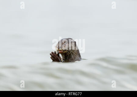 Nahaufnahme von Glatt beschichtet Otter essen frisch gefangenen Fisch im Meer Stockfoto