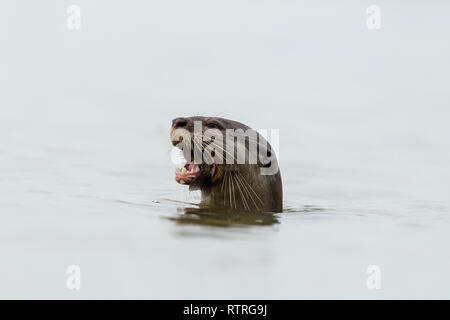 Nahaufnahme von Glatt beschichtet Otter essen frisch gefangenen Fisch im Meer Stockfoto