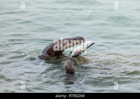 Glatte beschichtete Otter Geschwister essen frisch gefangenen Barramundi im Meer Stockfoto