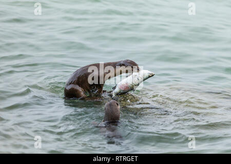 Glatte beschichtete Otter Geschwister essen frisch gefangenen Barramundi im Meer Stockfoto