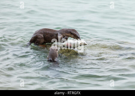 Glatte beschichtete Otter Geschwister essen frisch gefangenen Barramundi im Meer Stockfoto