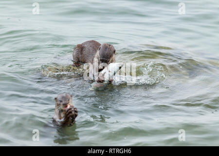 Glatte beschichtete Otter Geschwister essen frisch gefangenen Barramundi im Meer Stockfoto