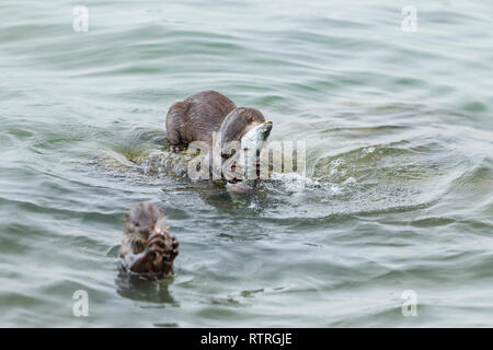 Glatte beschichtete Otter Geschwister essen frisch gefangenen Barramundi im Meer Stockfoto