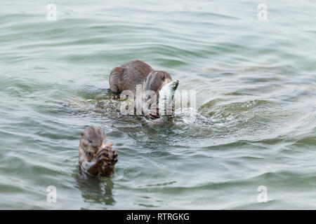 Glatte beschichtete Otter Geschwister essen frisch gefangenen Barramundi im Meer Stockfoto