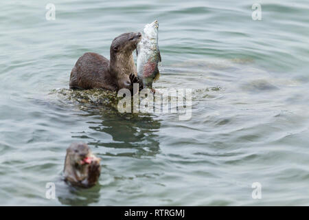 Glatte beschichtete Otter Geschwister essen frisch gefangenen Barramundi im Meer Stockfoto