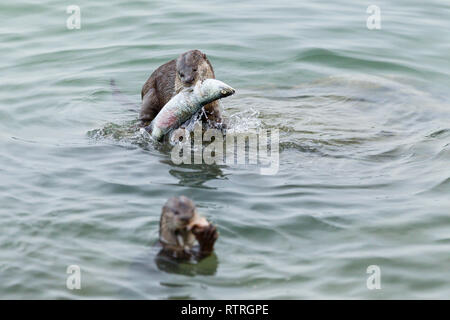 Glatte beschichtete Otter Geschwister essen frisch gefangenen Barramundi im Meer Stockfoto