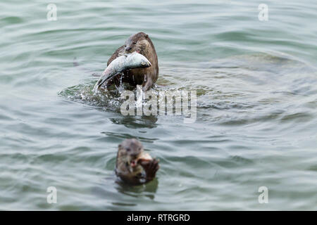 Glatte beschichtete Otter Geschwister essen frisch gefangenen Barramundi im Meer Stockfoto