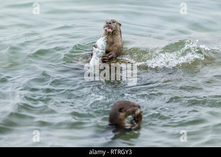 Glatte beschichtete Otter Geschwister essen frisch gefangenen Barramundi im Meer Stockfoto