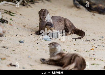 Glatte beschichtete Otter pup, die Pflege von Familienangehörigen Stockfoto