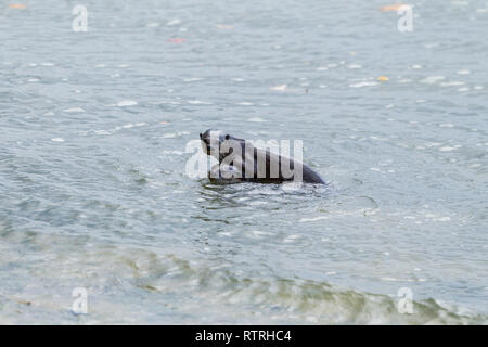 Glatte beschichtete Otter Geschwister spielen Kampf im Meer in der Nähe des Strandes Stockfoto