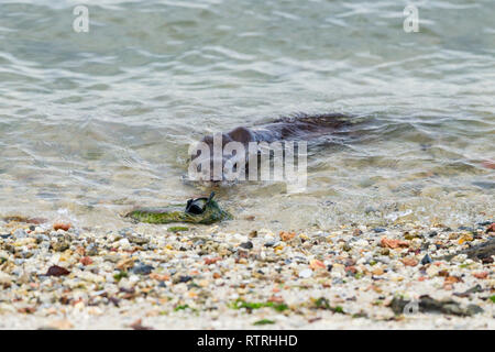 Glatte beschichtete Otter prüft spielerisch einen alten Schuh Algen am Strand abgedeckt Stockfoto