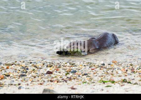 Glatte beschichtete Otter prüft spielerisch einen alten Schuh Algen am Strand abgedeckt Stockfoto