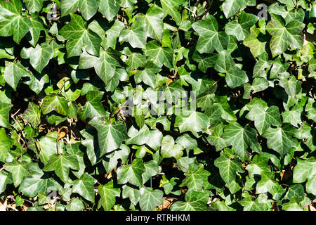 Hecke Textur Anlage Stockfoto