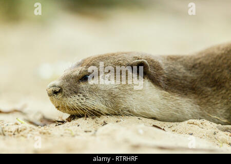 Glatte beschichtete Otter ausruhen am Strand Stockfoto