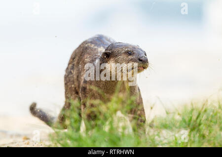 Erwachsene männliche glatt beschichtet Otter Duft Kennzeichnung Küste Stockfoto