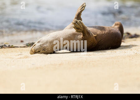 Glatte beschichtete Otter ausruhen am Strand Stockfoto