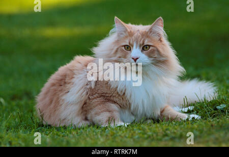 Groß und stark Norwegische Waldkatze Ausgabe Zeit auf Rasen im Abendlicht, hat Er alert Ausdruck Stockfoto