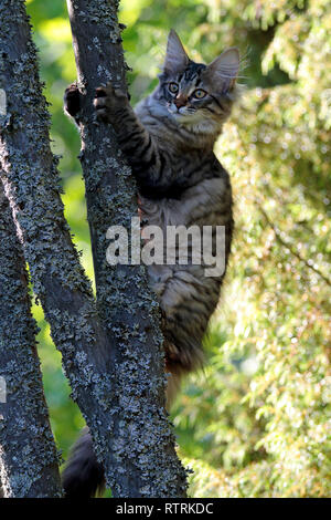 Ein verspielter Norwegische Waldkatze Kitten weiblich steigt auf den Baum im Sommer Abend Stockfoto