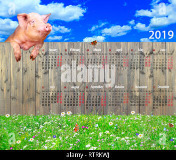 Kalender für 2019 mit lustigen Schwein am Zaun. Schwein Symbol des nächsten Jahres. Haustier Klettern bis Zaun mit Kalender. Kalender für Büro und zu Hause über uns Stockfoto