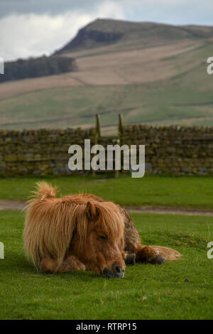 Schlafen alte Kastanie Pony auf dem Hintergrund der Steinmauer am Hadrian's Wall Path in Yorkshire, England, Großbritannien Stockfoto